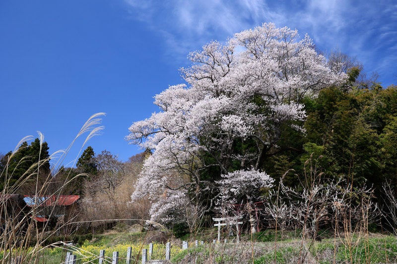 大和田稲荷神社の子授け櫻の写真