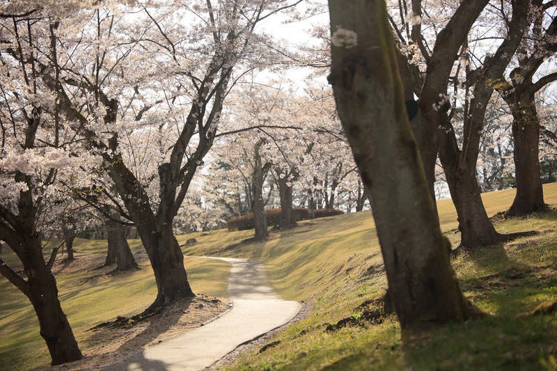 桜を眺めるのに最適な逢瀬公園の道の写真