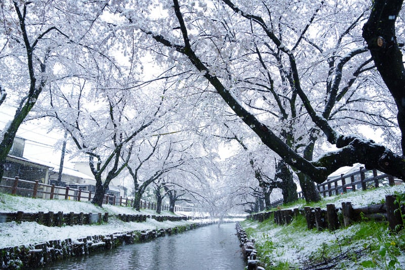 桜満開の時期に雪が積もるの写真