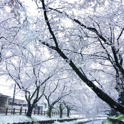 雪化粧する満開の桜の写真