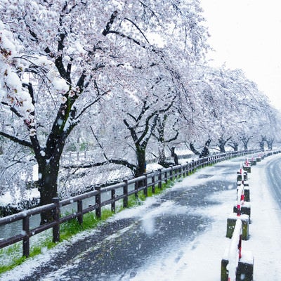 積雪と桜並木の写真