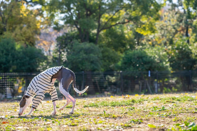 ドッグランを散歩するイタリアングレーハウンドの写真