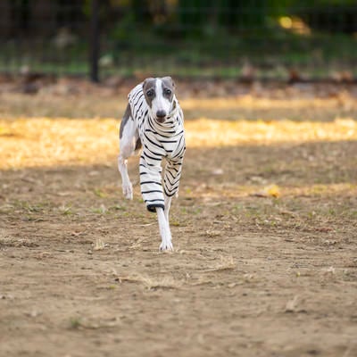 勢いよくダッシュするイタリアングレーハウンドの写真