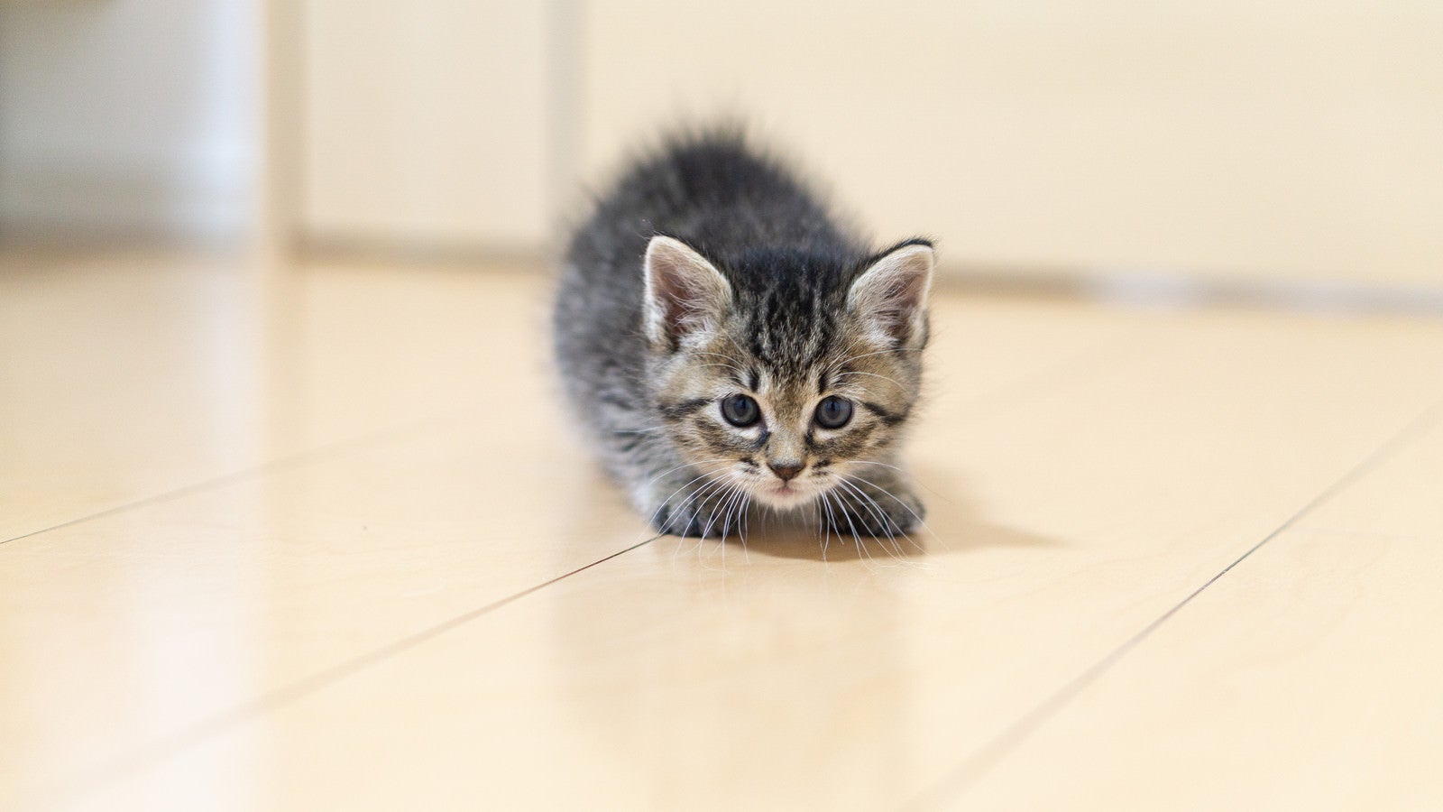 「身構えてもかわいい子猫」の写真