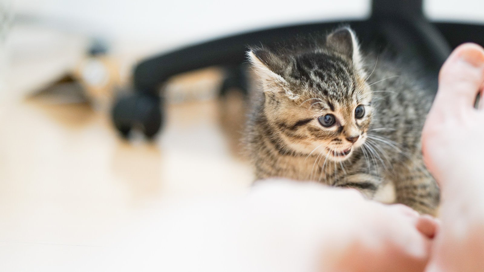 「飼い主の足の臭いに怒りを覚える子猫」の写真