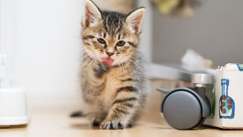 右足をぺロペロする子猫の写真