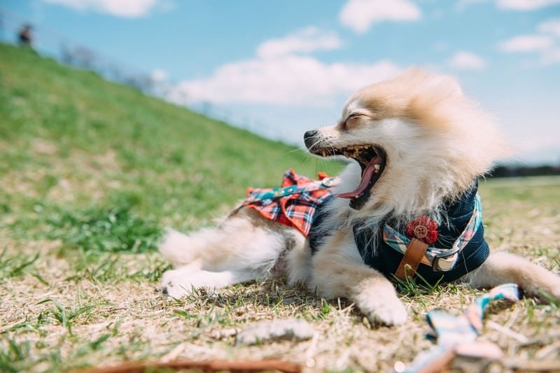 大きくあくびをする小型犬の写真