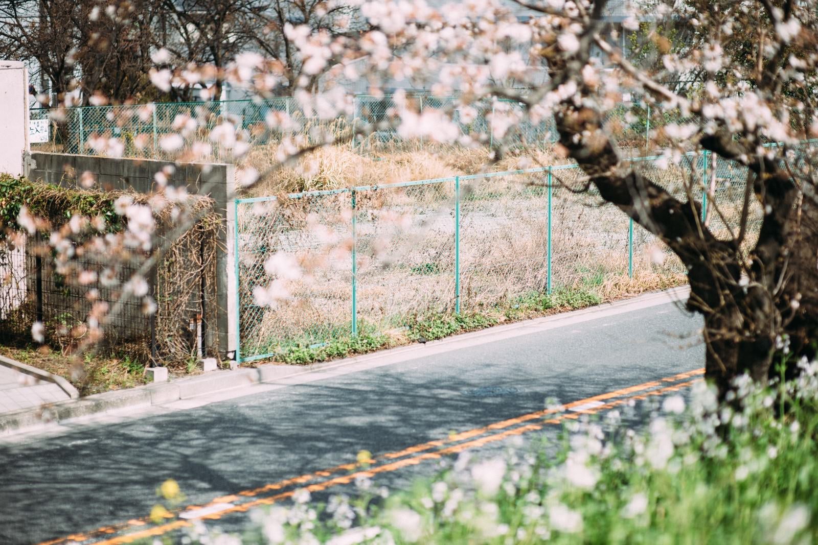 「空き地と桜」の写真