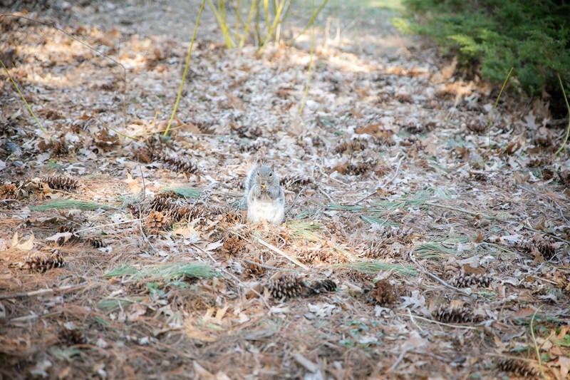 公園で種を食べるリスの写真