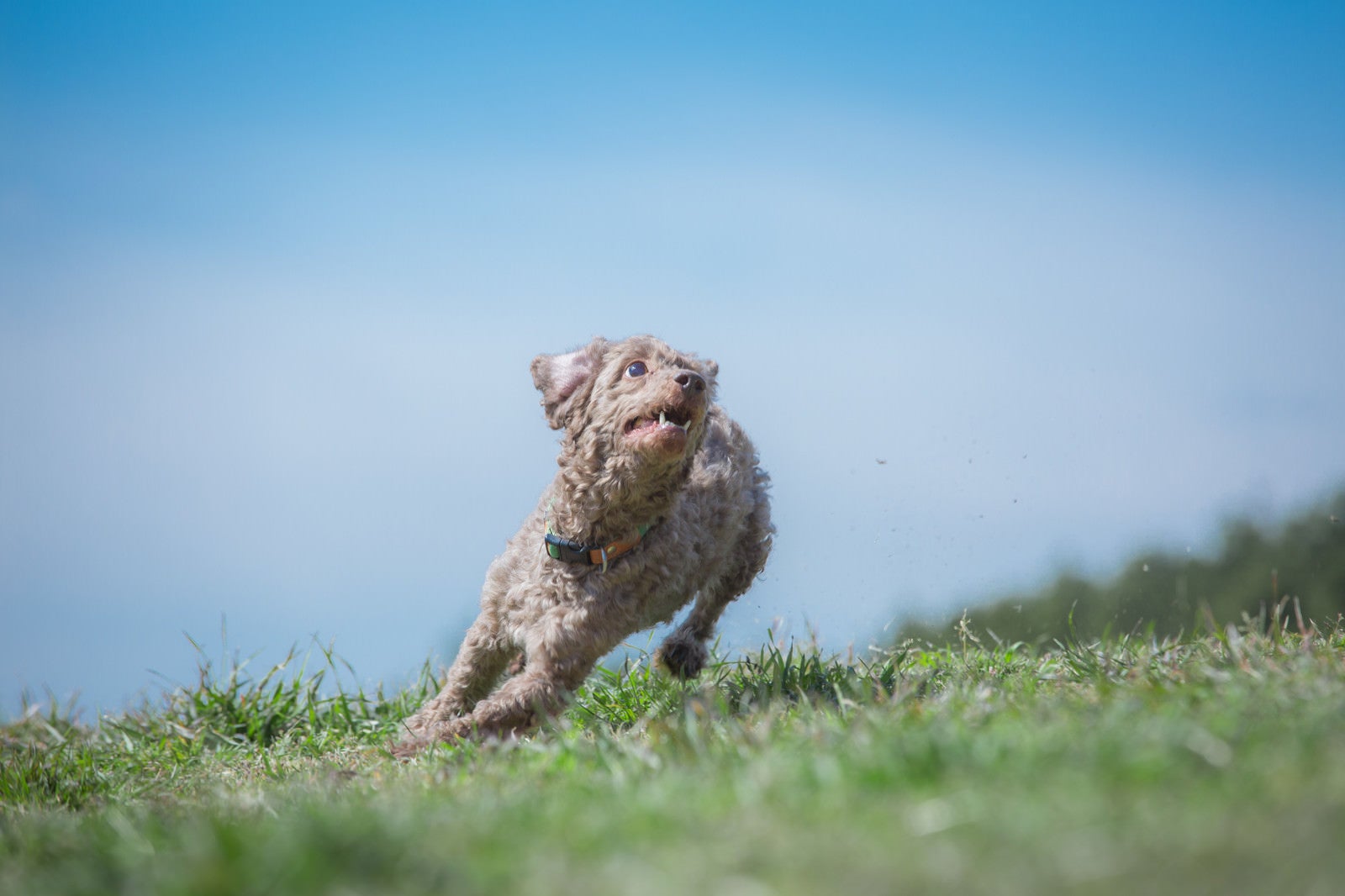 「ダッシュする犬」の写真