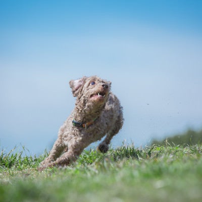 ダッシュする犬の写真