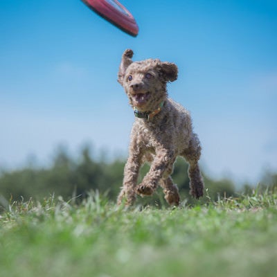 フリスビーキャッチまでもうすぐ（ダッシュする小型犬）の写真