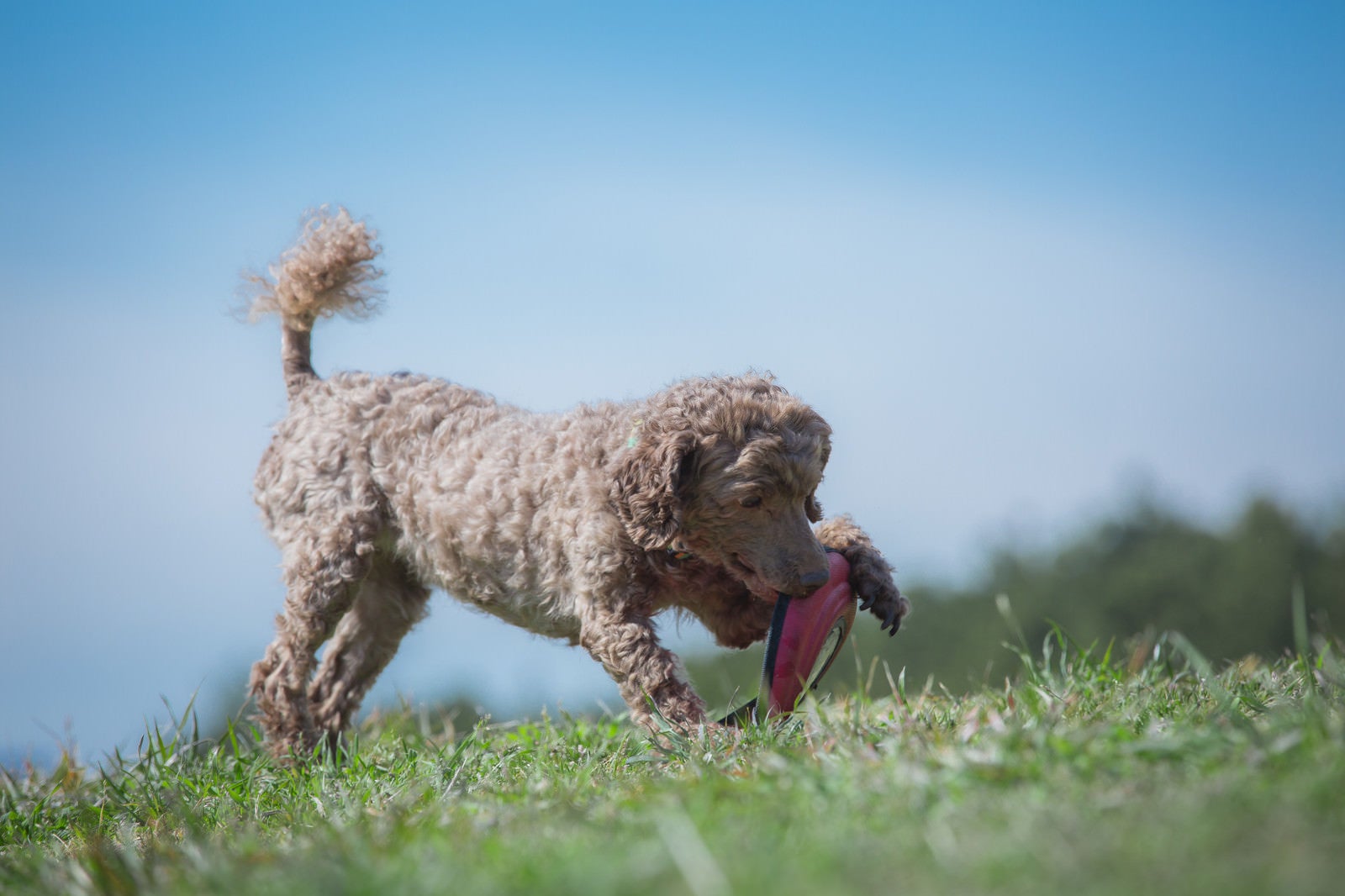 「ご主人が投げたフリスビーを噛みしめる犬」の写真