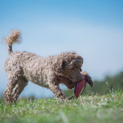 ご主人が投げたフリスビーを噛みしめる犬の写真