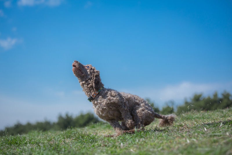 芝を駆け巡る飼い犬の写真