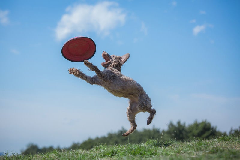 ドッグスポーツの一種「フリスビードッグ」の写真