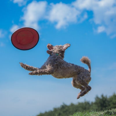 犬と一緒にフリスビーで遊ぶの写真