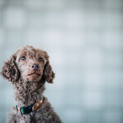 上を見上げる犬の写真