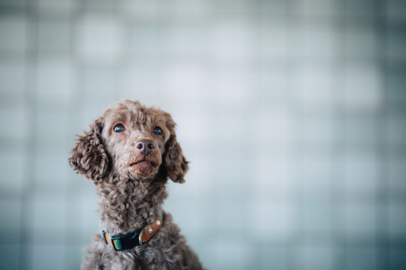 上を見上げる犬の写真