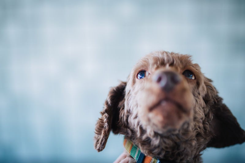 上を見上げる犬の写真