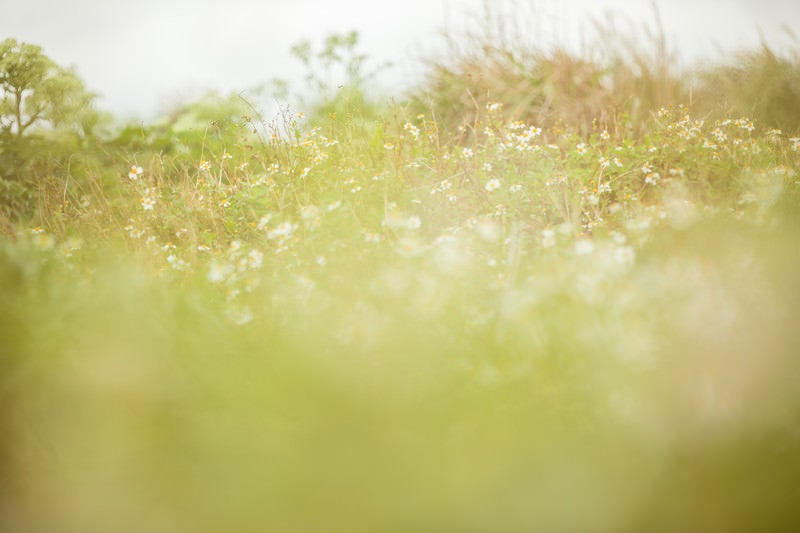 やわらかな光と野草の写真