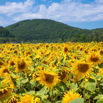 夏の暑さにうな垂れる向日葵たちの写真