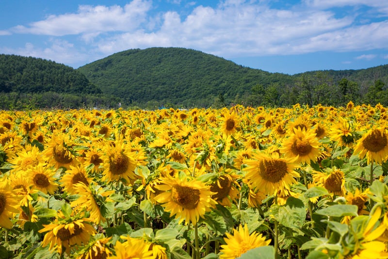 夏の暑さにうな垂れる向日葵たちの写真