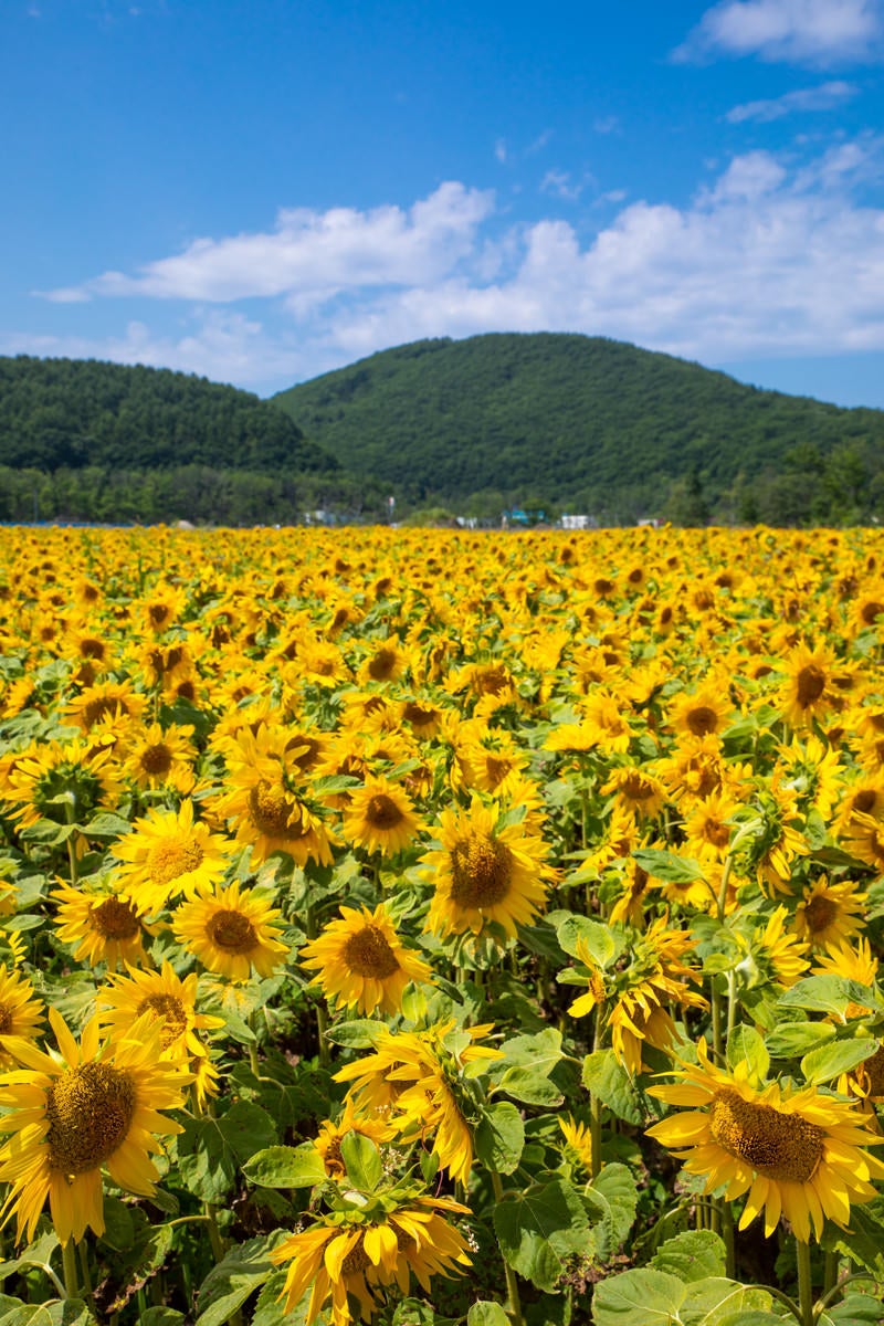 「空と山とひまわり畑」の写真