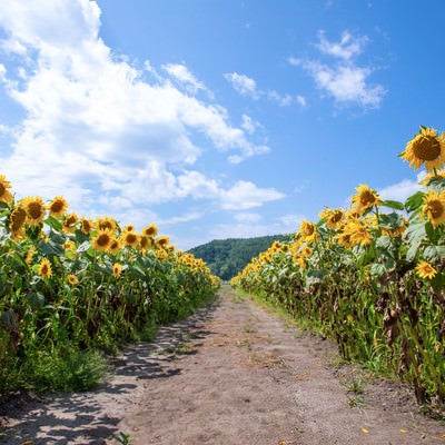 青空へと続く向日葵畑の道の写真