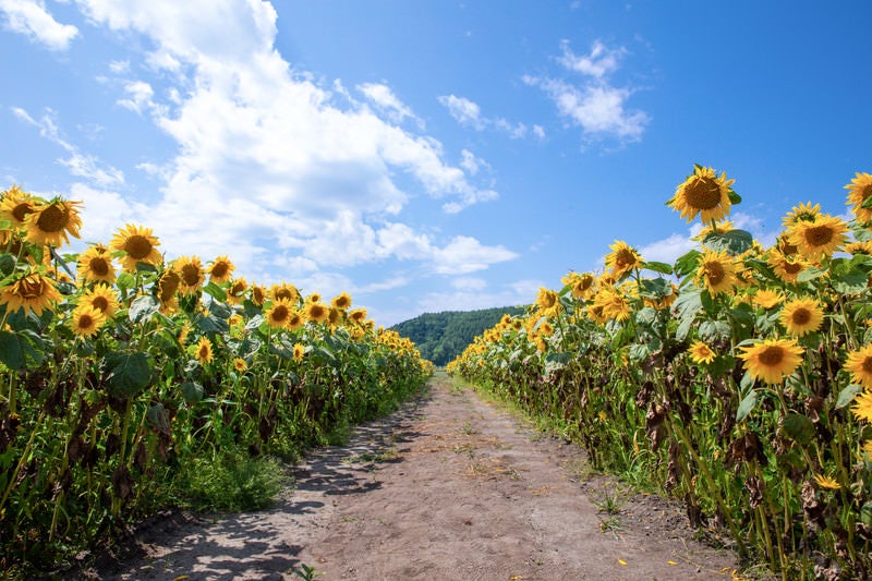 青空へと続く向日葵畑の道の写真