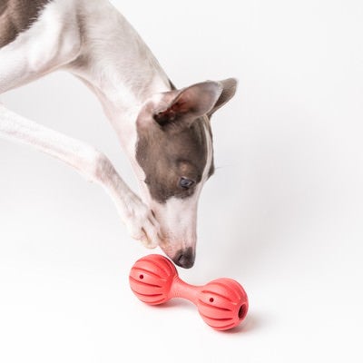 知育おもちゃが気になる犬の写真