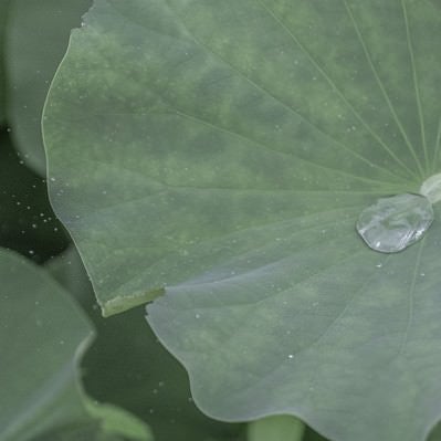 蓮の上の水滴の写真