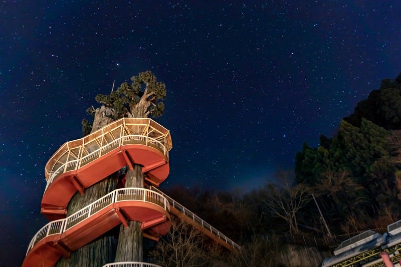 二本の木に絡まる階段（大滝ダムの近く）の写真