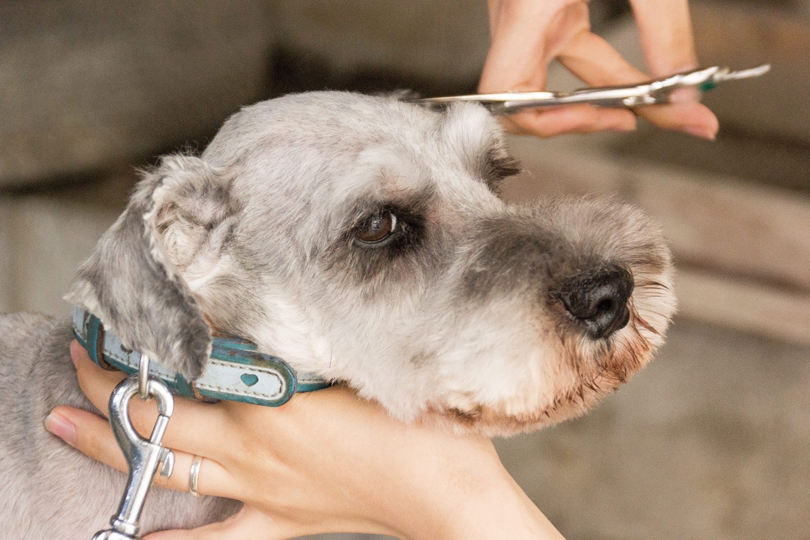 「犬（Mシュナ）の眉カット」の写真