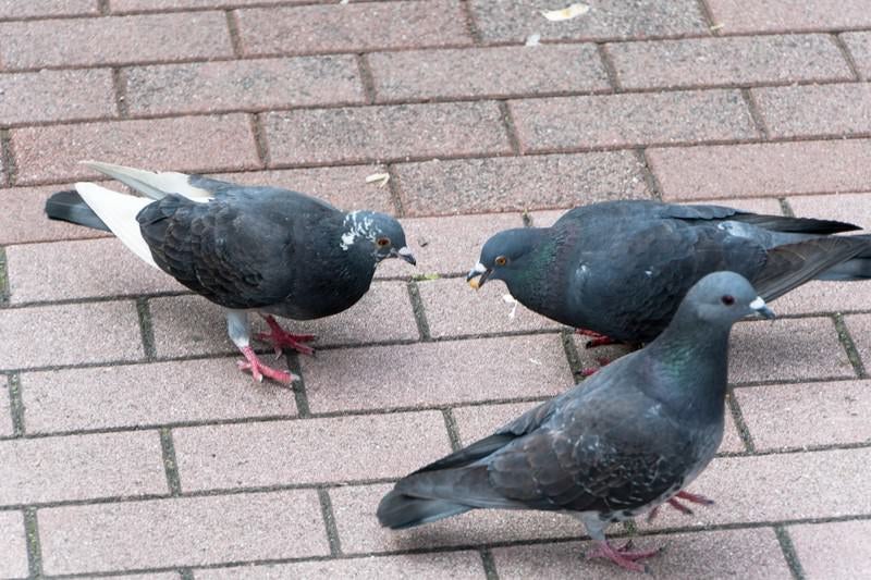 鳩に餌をあたえないでくださいの写真