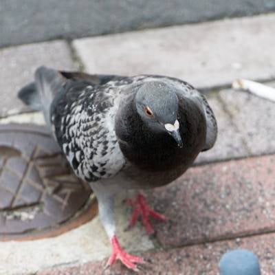 吸い殻と鳩の写真