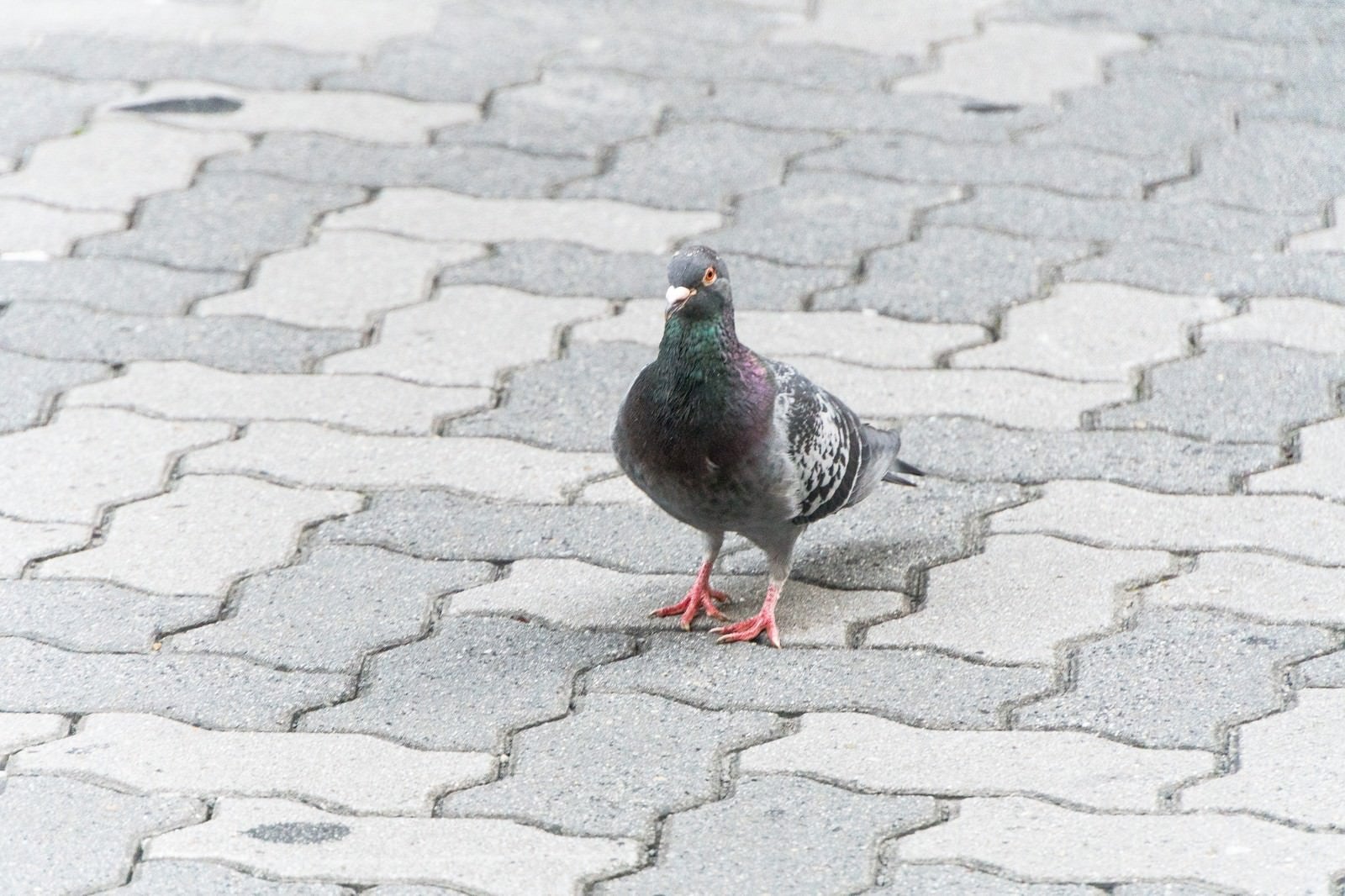 「群れからはぐれた鳩」の写真