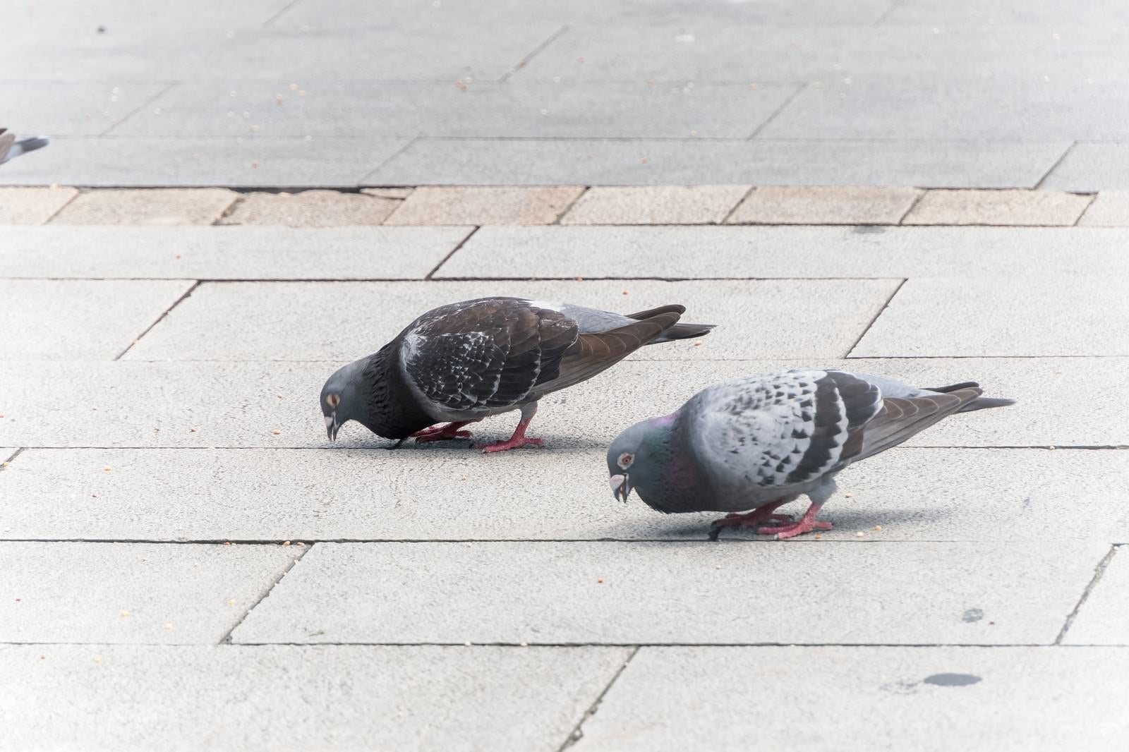 「鳩まっしぐら」の写真