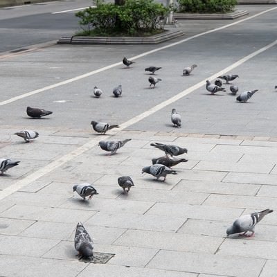 1匹に餌を与えたら鳩が集まってきたの写真