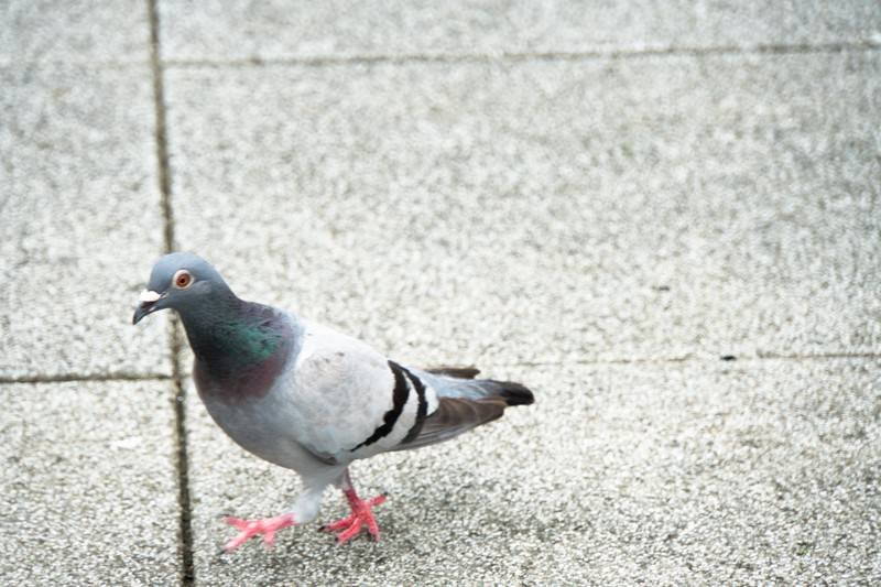 ちょっと通りますよ（鳩）の写真