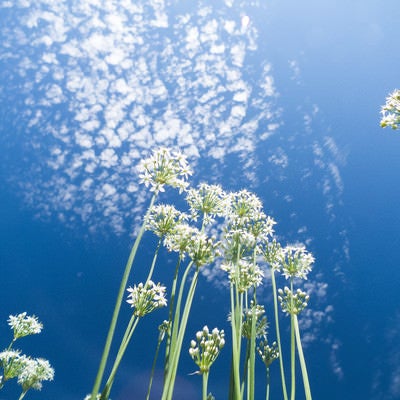 青空とニラの花の写真