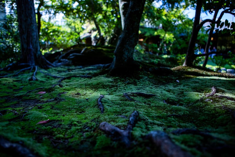 日本庭園の苔生す地面に張りめぐる木の根の写真