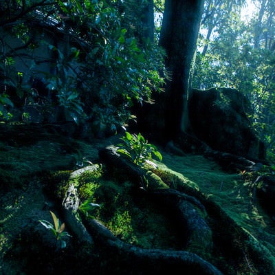 苔生す地面に蛇のようにうねる根の写真