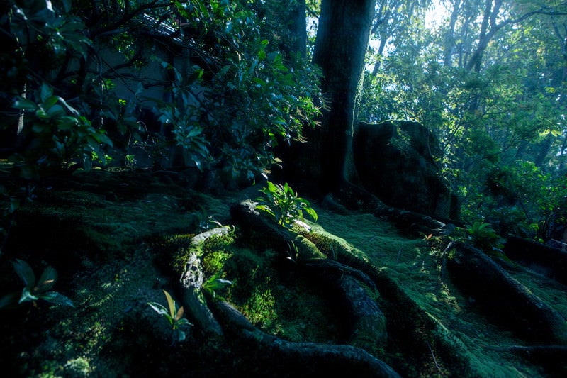 苔生す地面に蛇のようにうねる根の写真