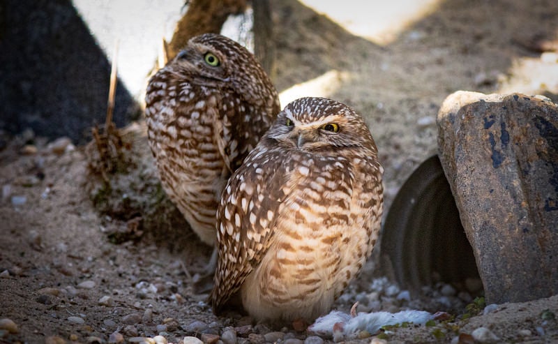 コキンメフクロウ驚くの写真