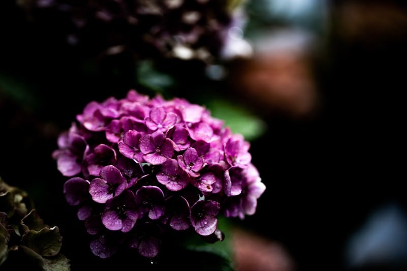 紫色の梅雨の紫陽花の写真