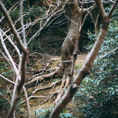 不気味な森の中の写真