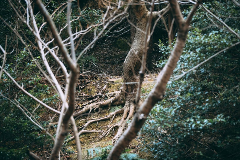 不気味な森の中の写真