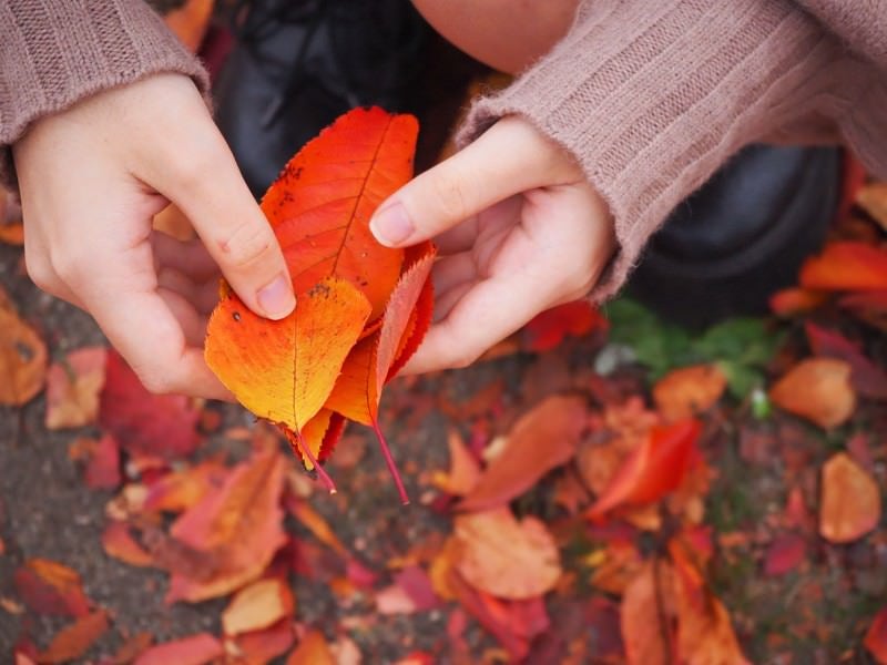 紅葉した落ち葉を拾う女性の写真