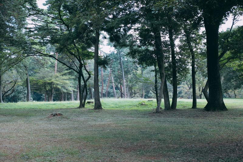 公園の広場と木々の写真